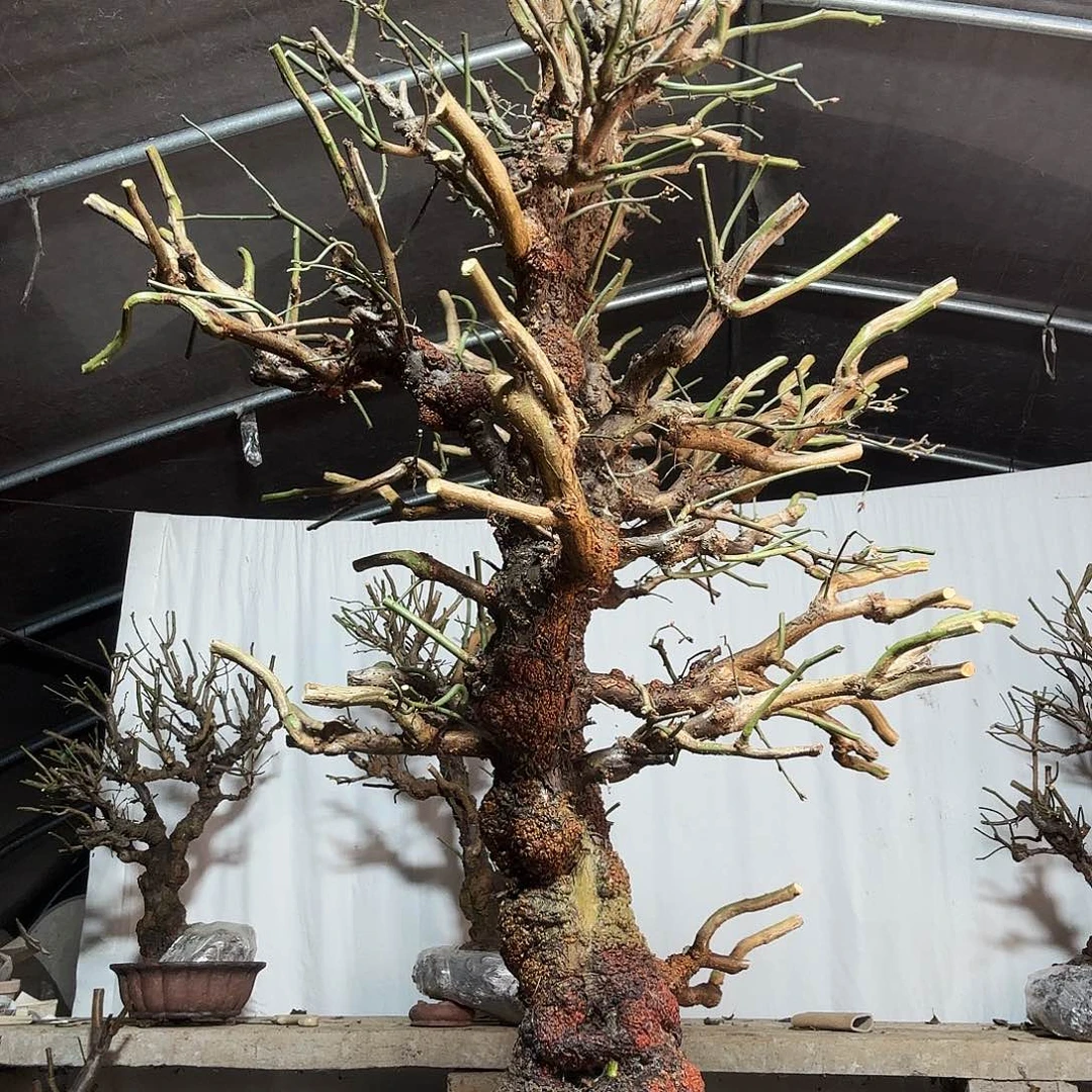 考***号无花朵我是好朋友