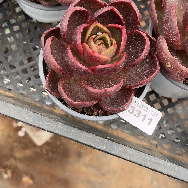 阿雅园艺。         3311红灯