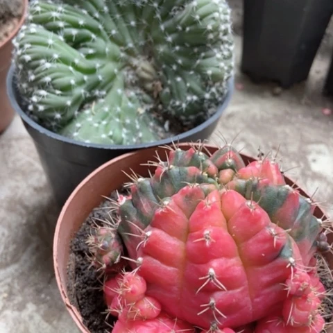 短毛丸缀光辉仙人球18米仙人球