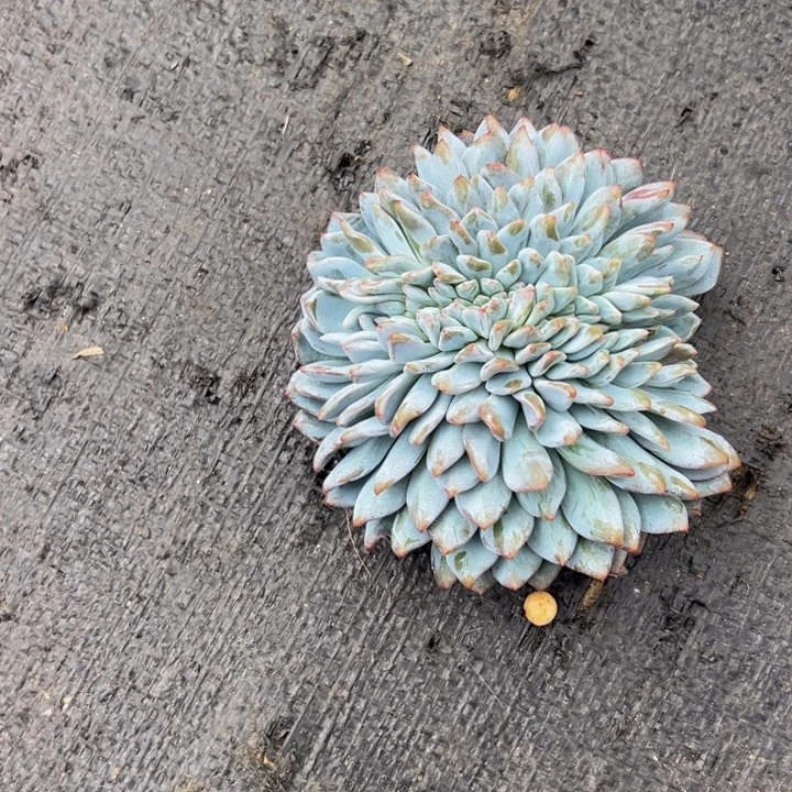 小***黄橙子缀小蛋黄专拍发货