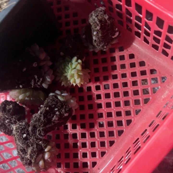 娇****龙穴盘专拍多肉植物大战
