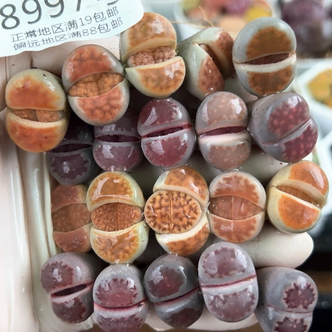 好养易活生石花大母本8997共20颗