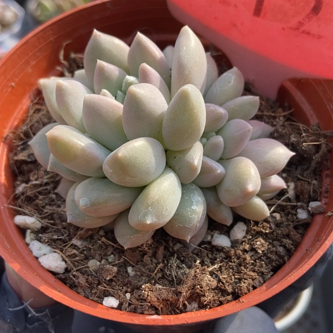 512牛奶糖多肉植物保护