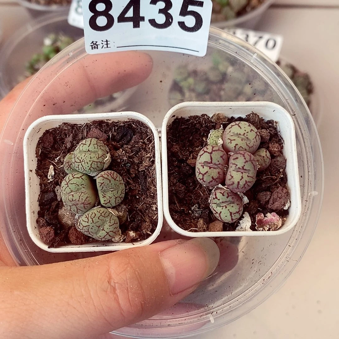 8435青快快乐乐好