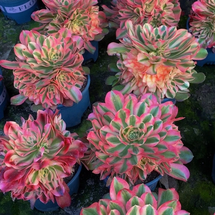 香妃一颗多肉植物