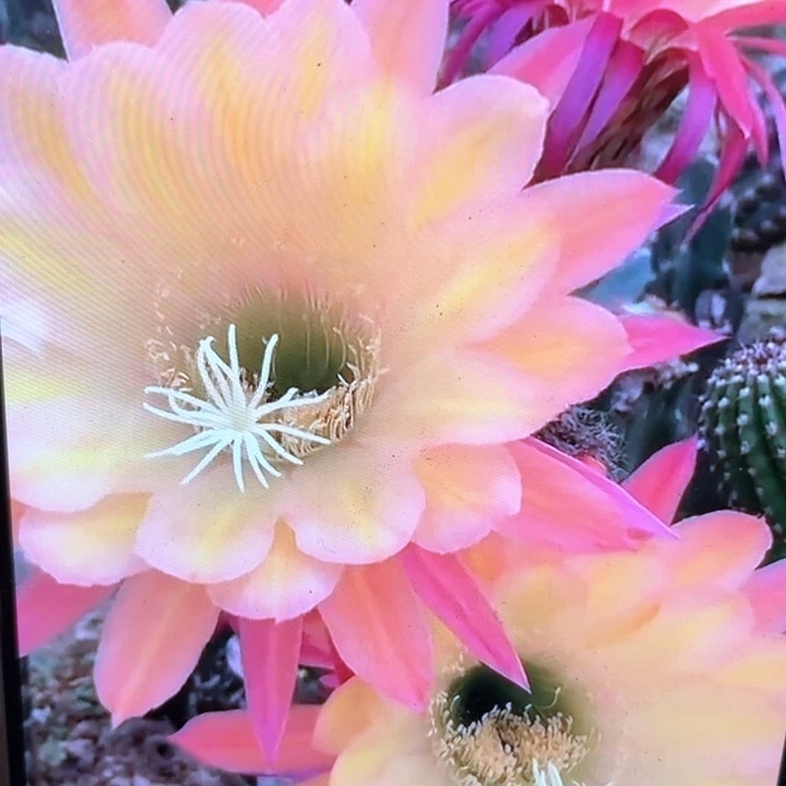 毛花柱法3    高15公分