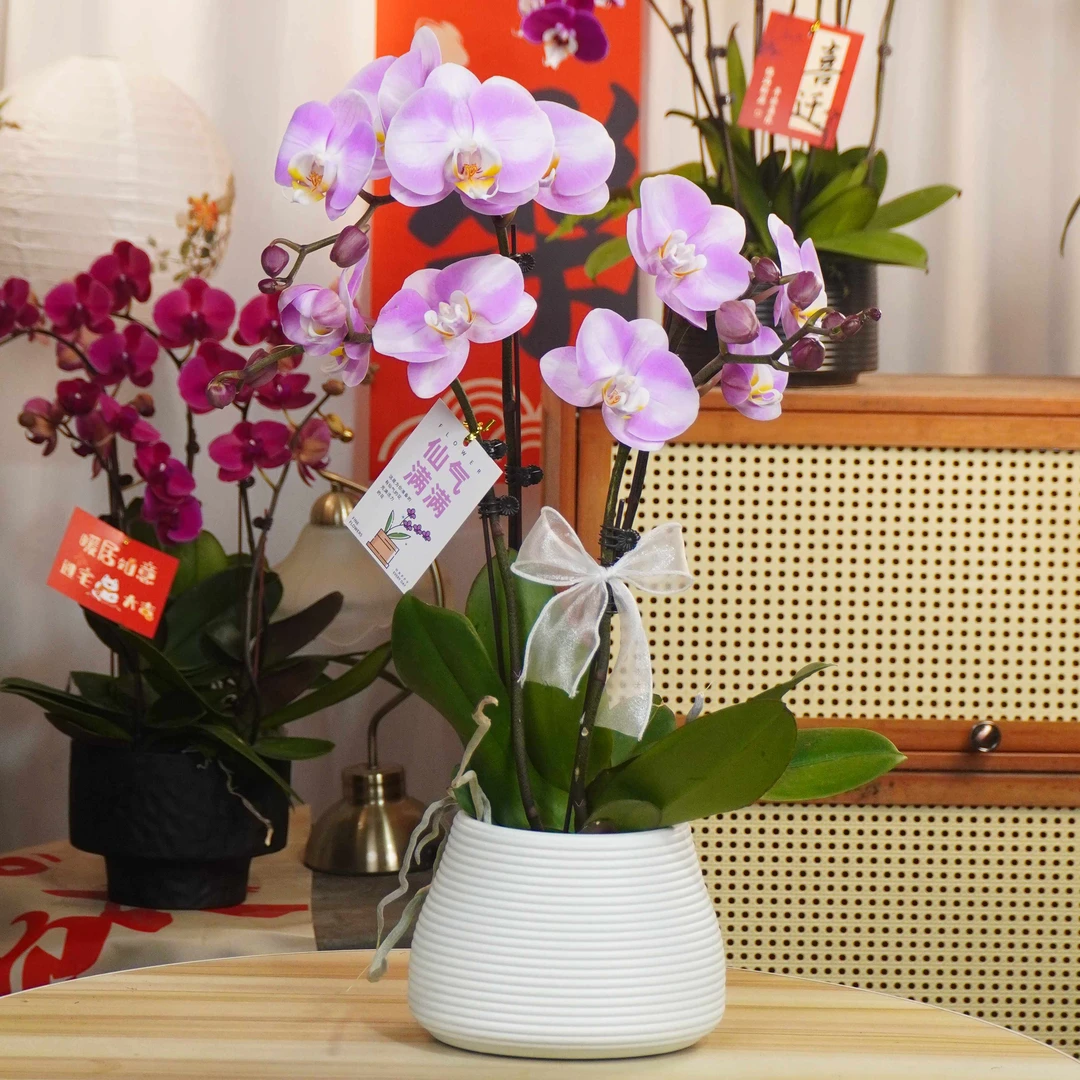【明星】蝴蝶兰鲜花精致组盆 开花株 室内绿植 养兰基地直发