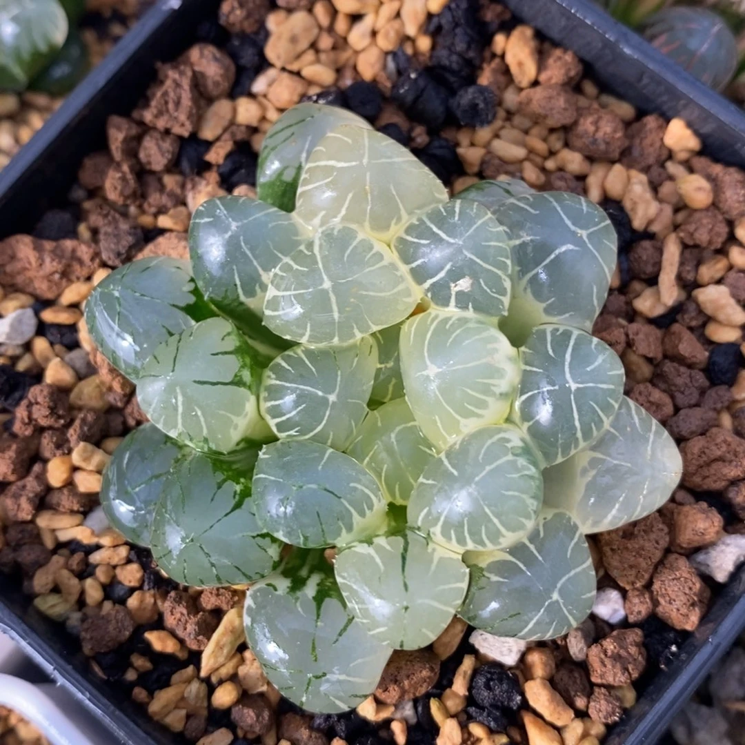 一颗实生糊斑玉露锦。
