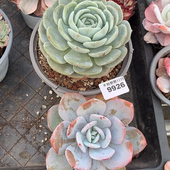 阿雅园艺。      9926两颗