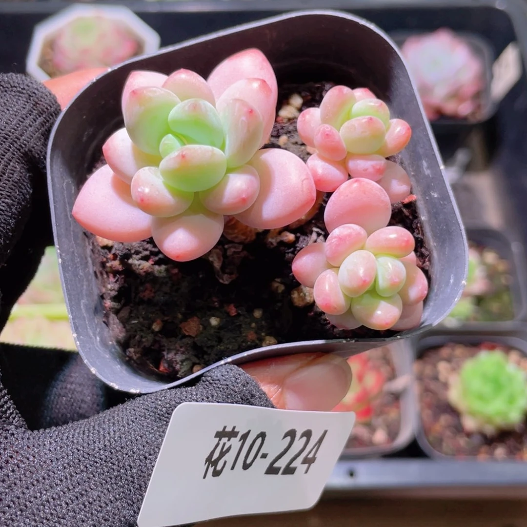 花利美10-224洛神