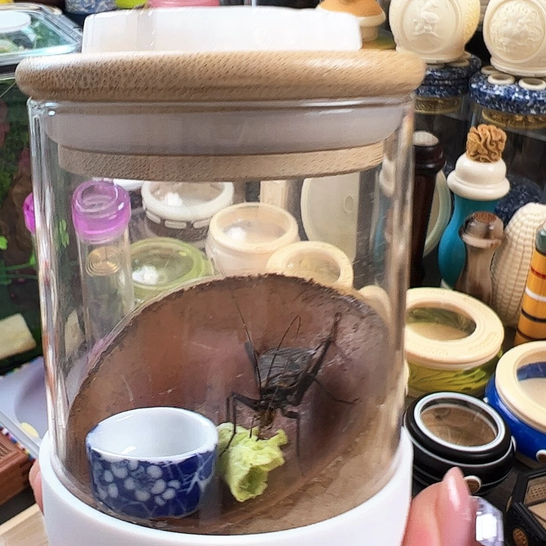 哈哈哈生态罐带麒麟