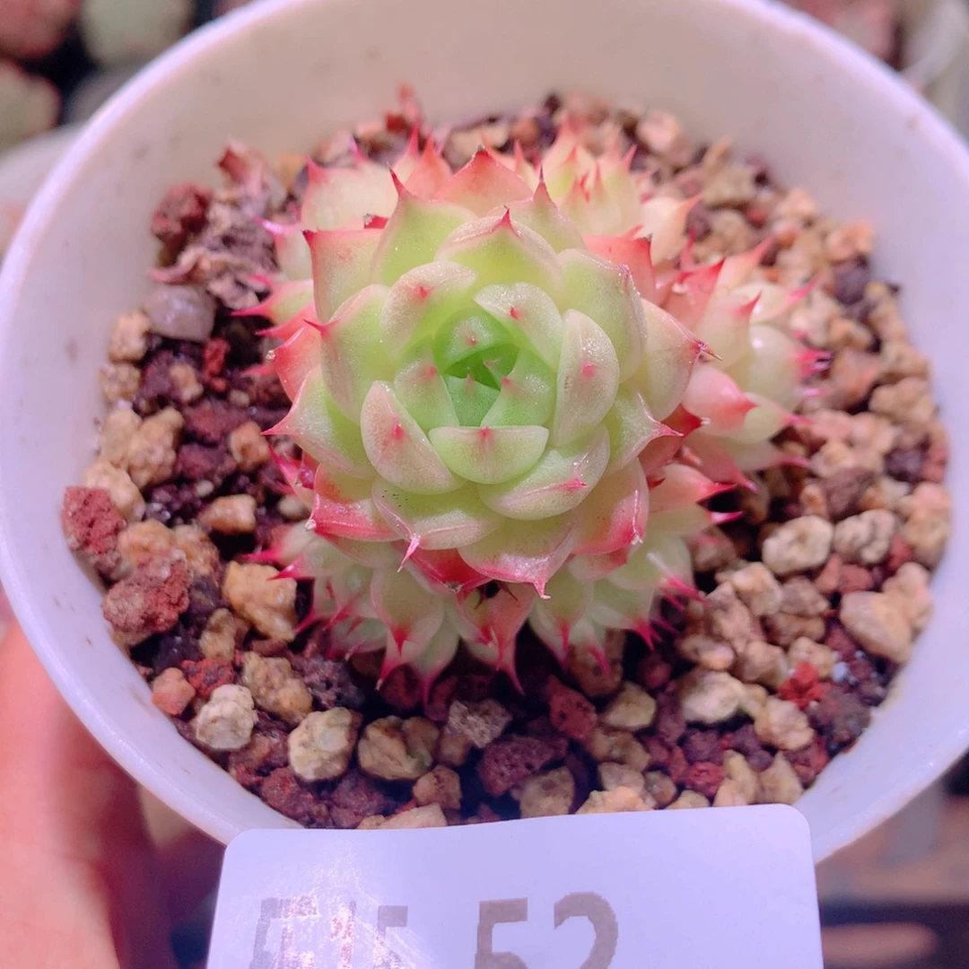 乐然15-52 海王群 不包整