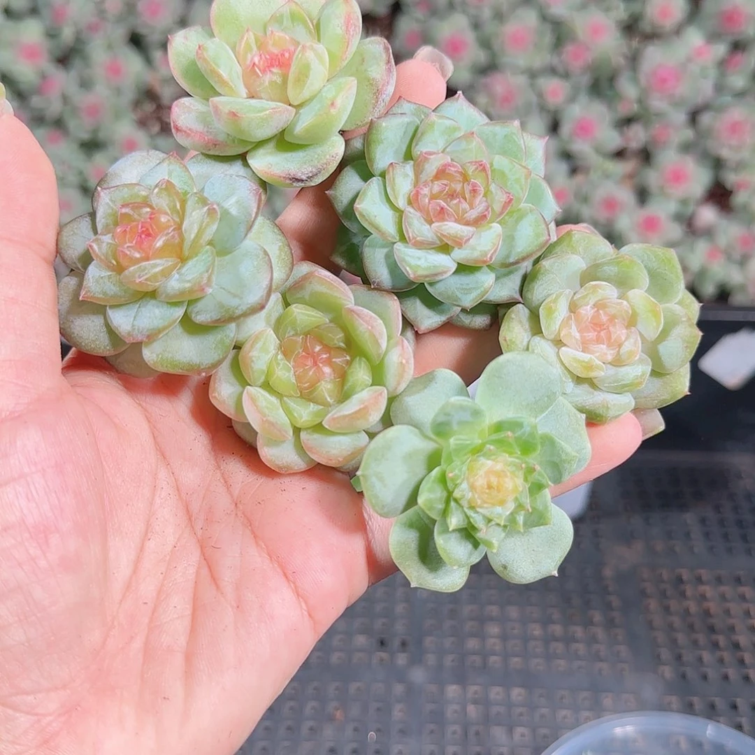 0922---143糖心珍妮