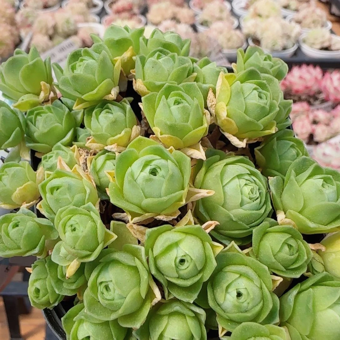 花语逸镜0414-233