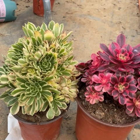 两颗多肉植物053