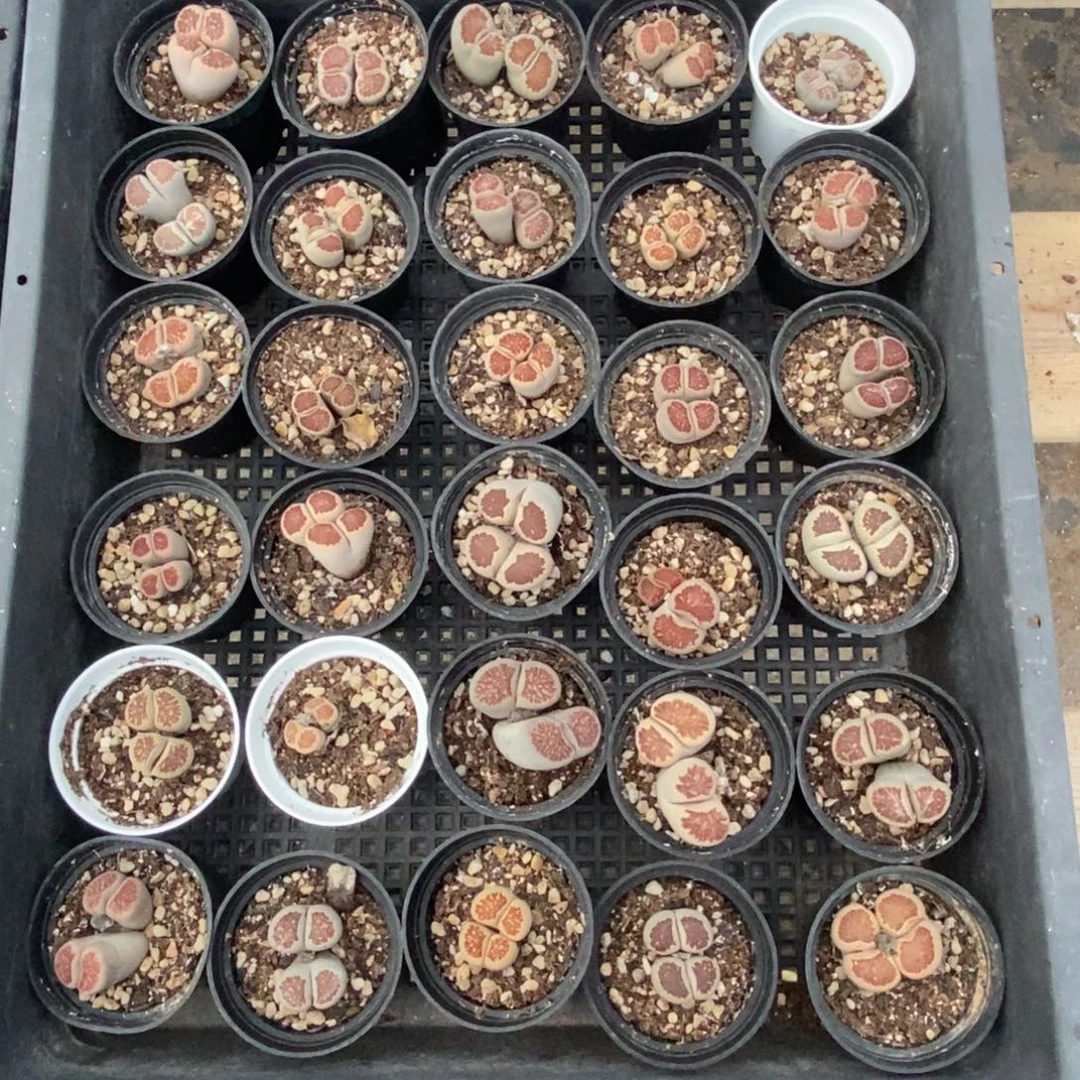 悠***、4541 30颗有瑕疵的菊