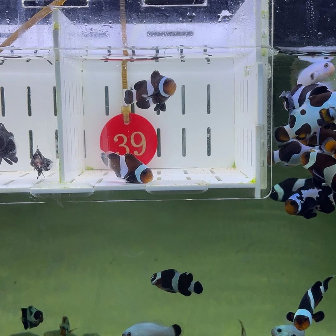 海水鱼奥黑小丑4+