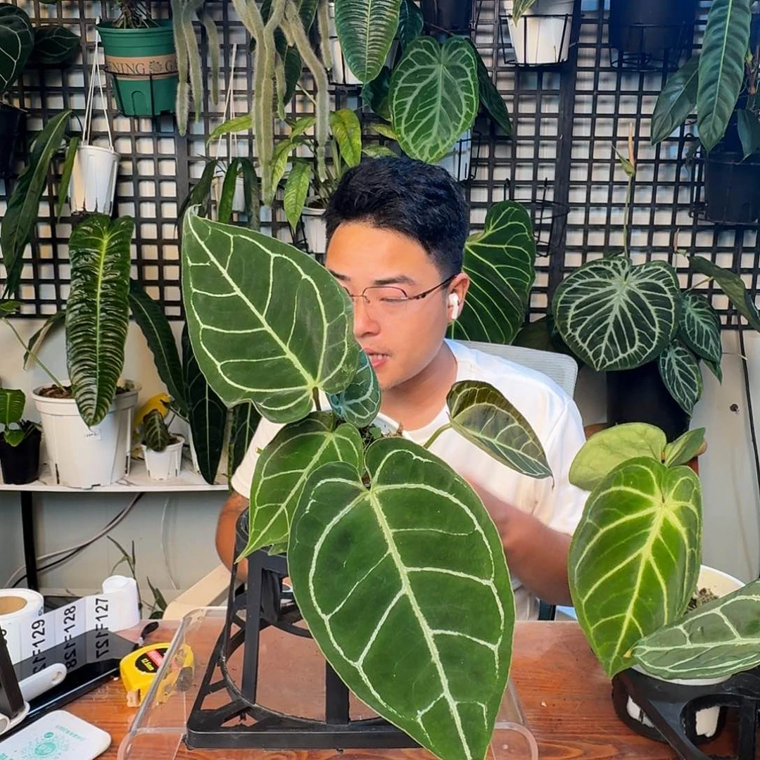 无花朵屠****龙一物一拍F127