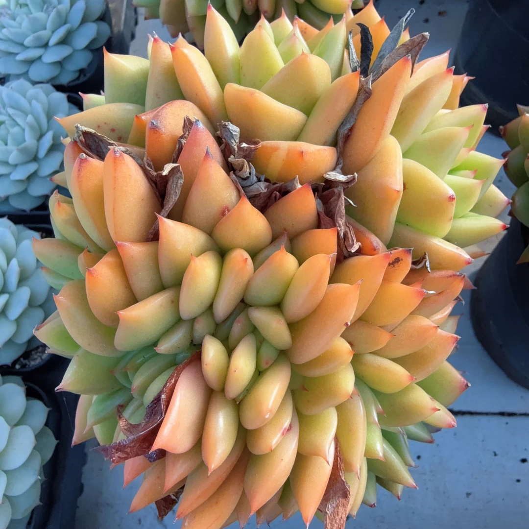 120#朵朵灵狗缀化（9-14cm）脱土