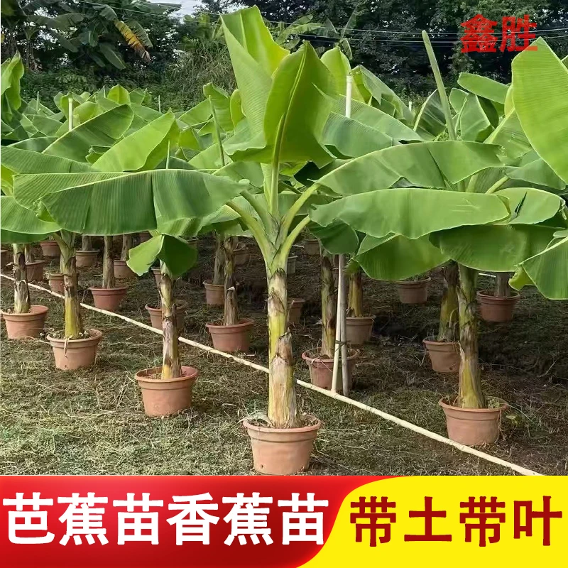 香蕉苗芭蕉苗粉蕉芭蕉树苗红香蕉苗庭院植物观叶盆栽地栽带土发货