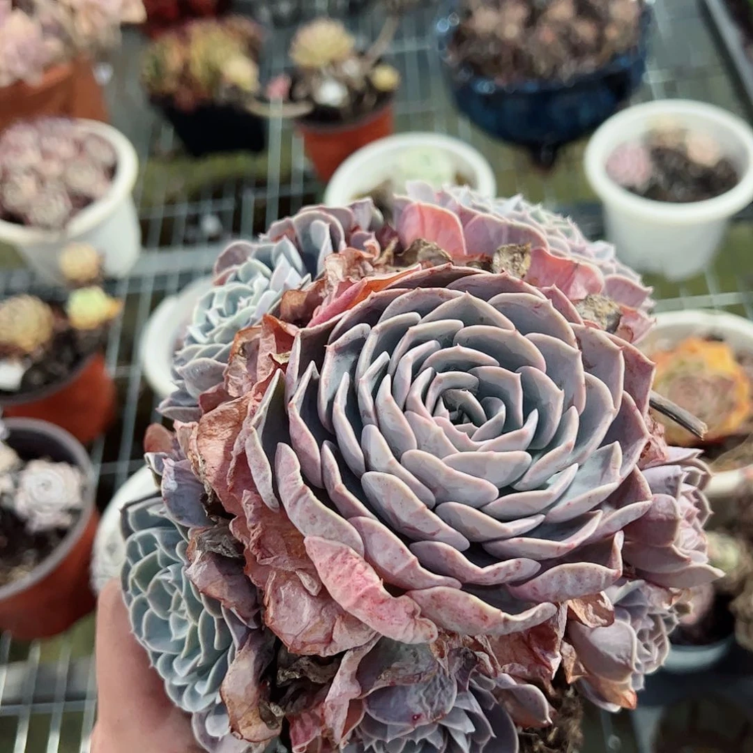 天赐单头带仔群生