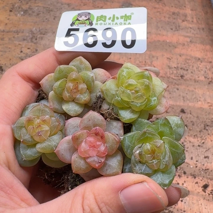 多肉植物多肉植物