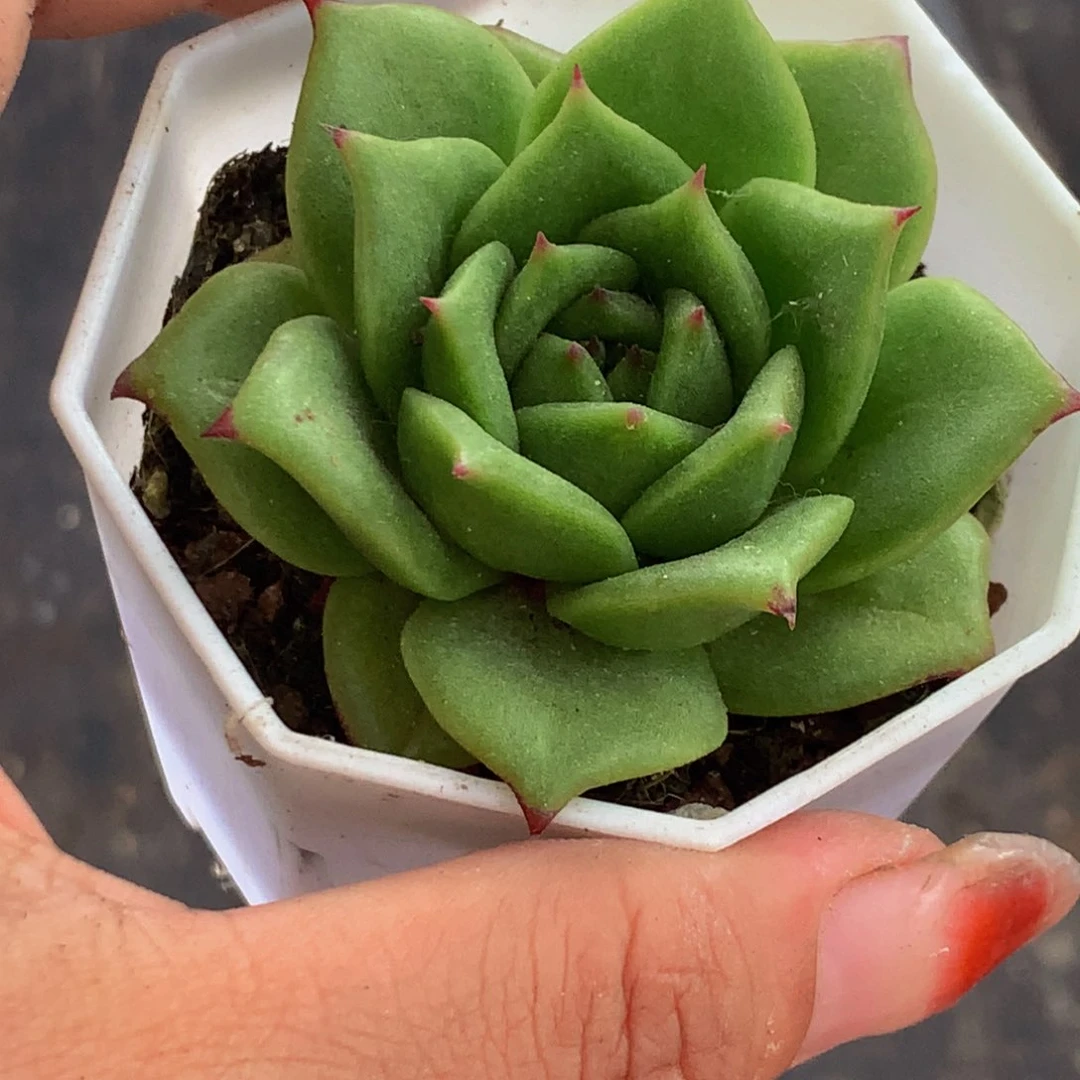 蔷薇玛丽亚 （满9.99包邮不满9.99发叶子）