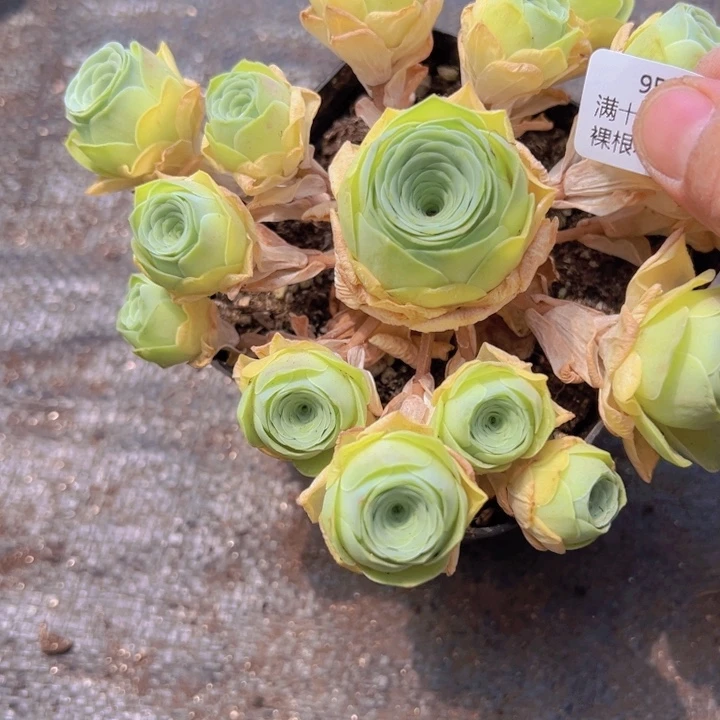 953 玫瑰裸根不带土发货不包损