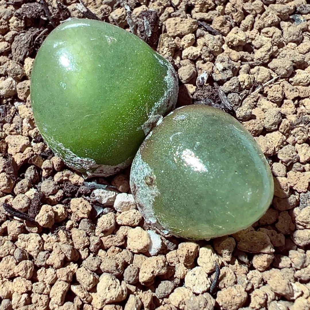 1107-839多肉多肉灯泡