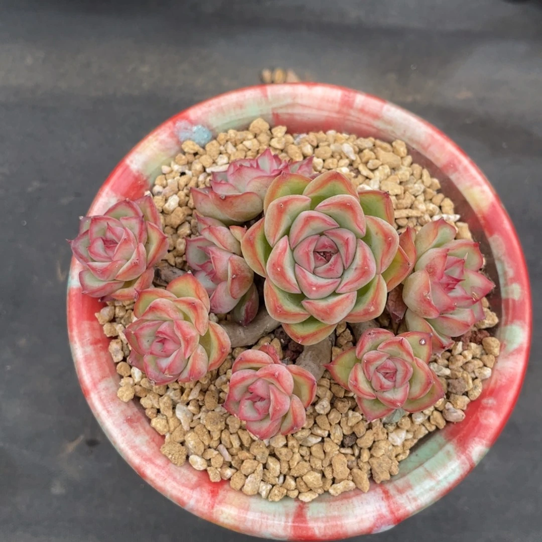 荷花整装无砍老桩