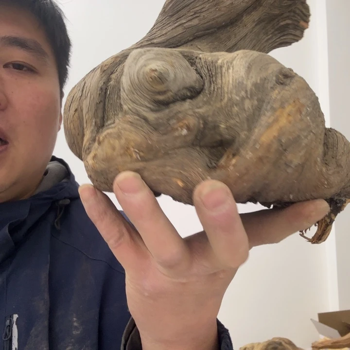 柏木（崖柏）用****5太行崖柏