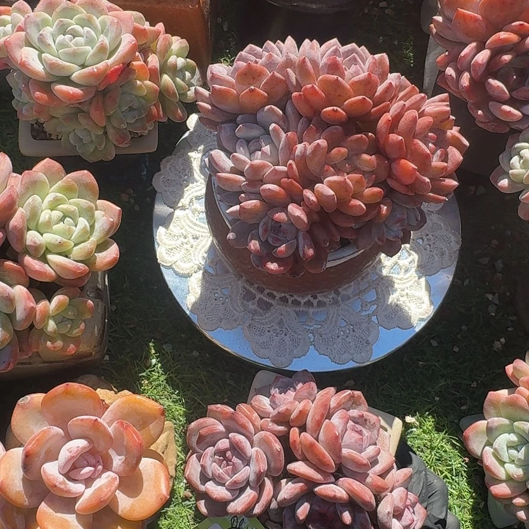 ****晴星影群生一颗带盆发货