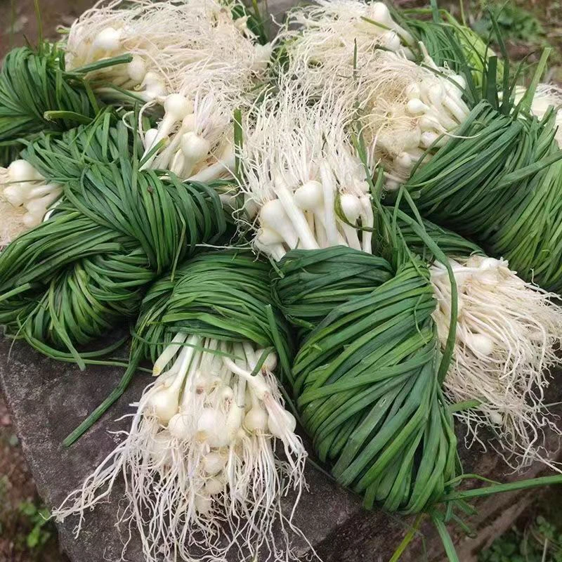 湖南麻阳橙园小野葱蔬菜新鲜现挖野葱