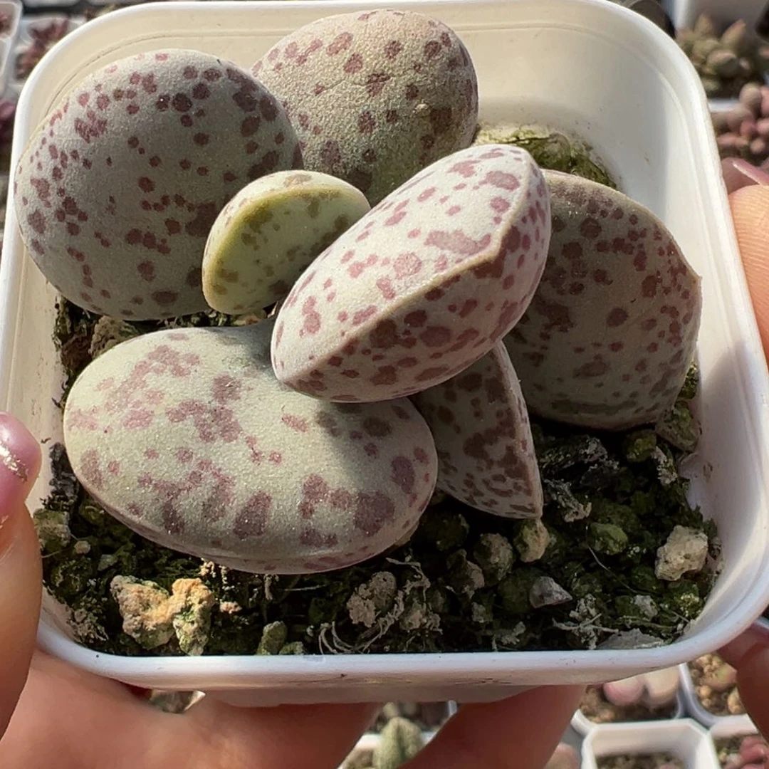 花蛋多肉植物水泡纯木质桩