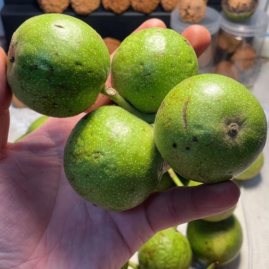 文玩核桃把件盘山青皮 、不退不换