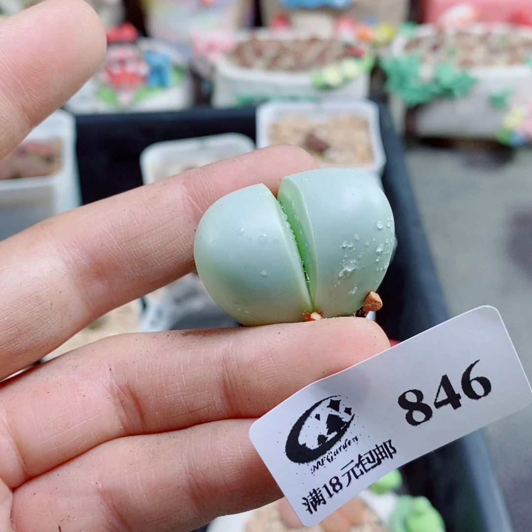 J***y生石花花花花花花花花846