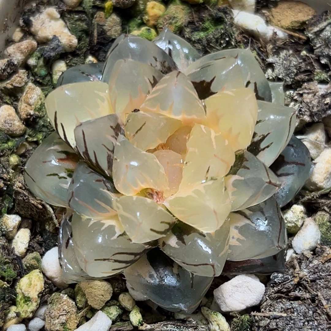 恭喜发财大吉大利873