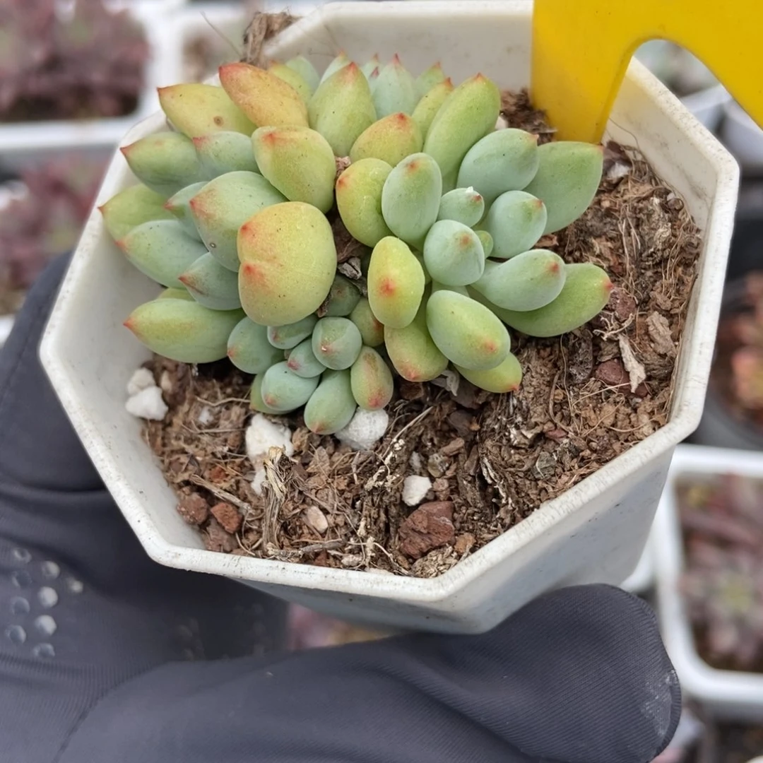 641萤火虫多肉植物