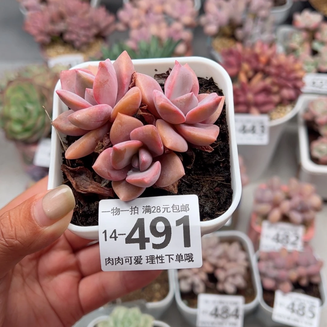 彩虹糖多肉多多肉多肉