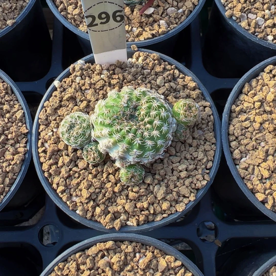 296实生根黄花采草多肉植物带盆土