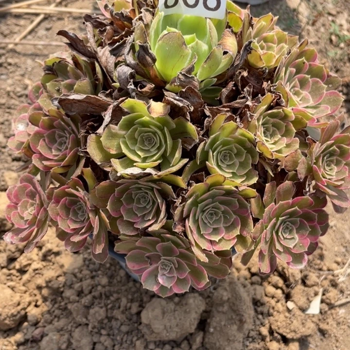 无花朵006多肉植物安娜