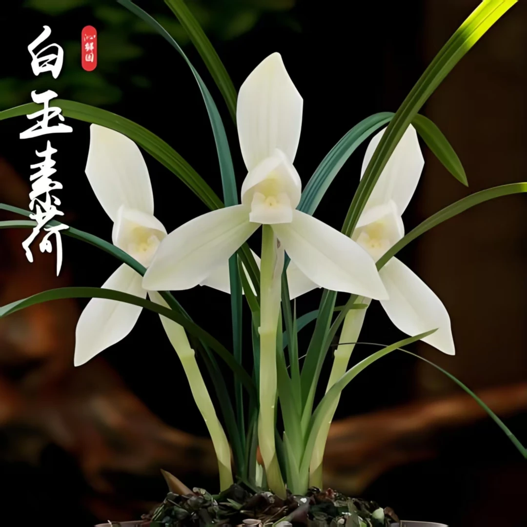 春兰白玉素荷 白花素心