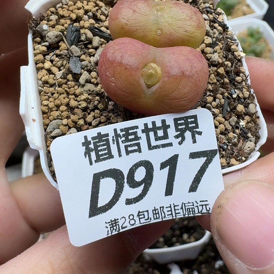 多肉植物的人生fgbj