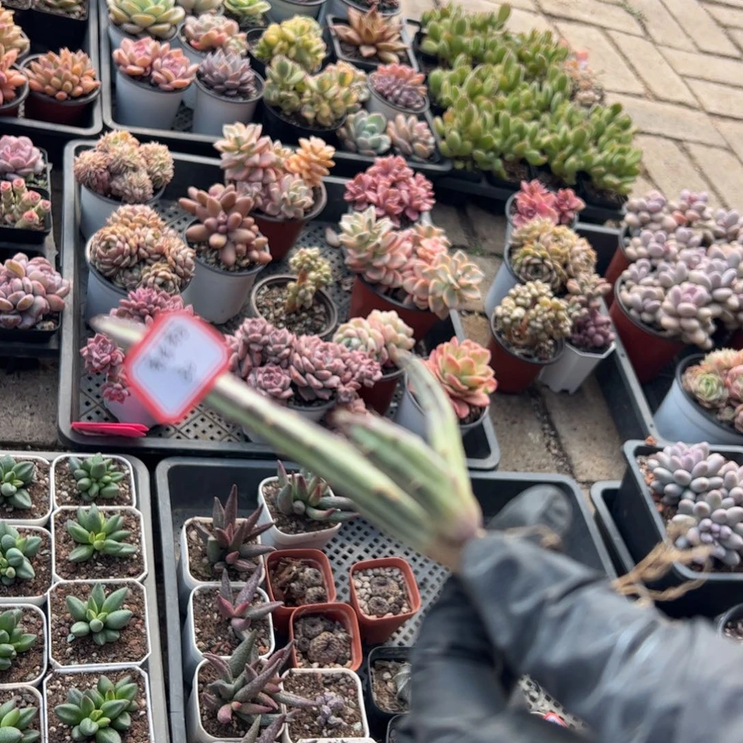 多肉植物多肉植物