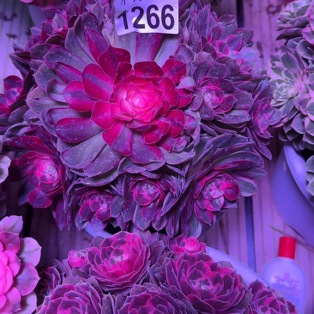 欢***喜美杜莎还绯闻补差价1266