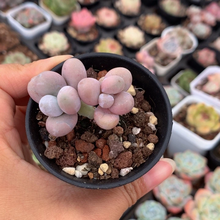 精控小蛋黄奶多肉