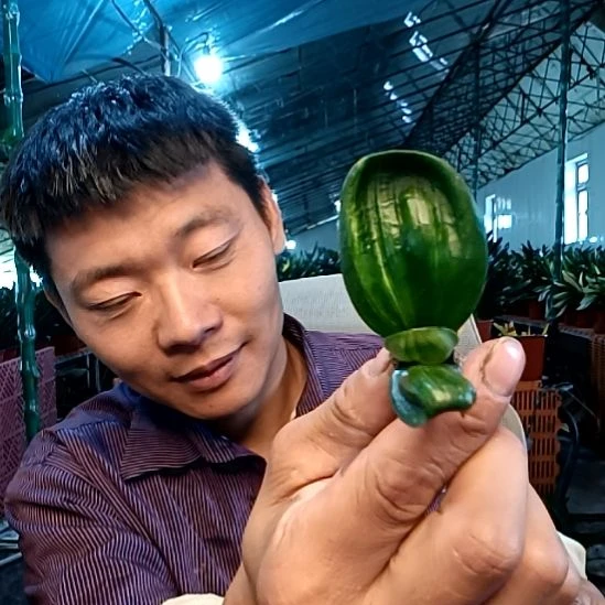 @潮起潮落35元一颗黑珍珠彩