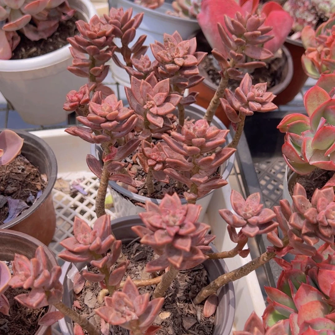 基隆月散装带盆土两盆