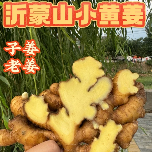 【山洞窖藏姜】山东沂蒙山小黄姜整块带底座1年以上老姜3斤4.5斤