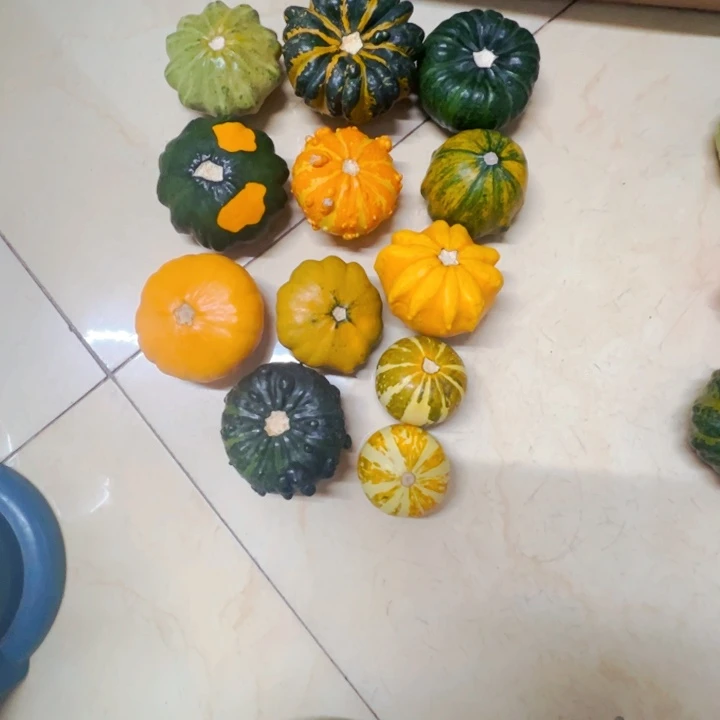 ༺****生墨西哥葫芦葫芦图图